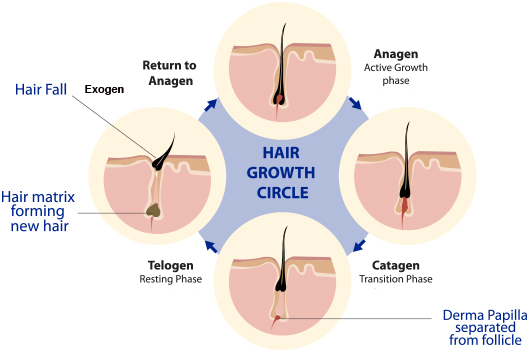 Know More About Your Hair Structure And How Is Its Growth Cycle Bela